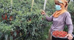 Korem 042/Gapu Bantu Petani Perluas Areal Hortikultura