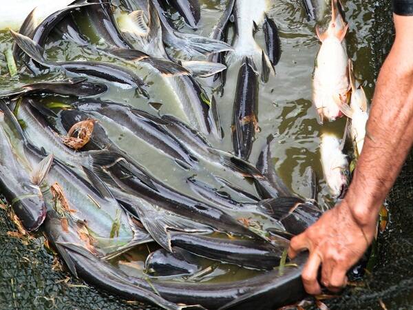 Kota Karang Hasilkan 1.850 Ton Ikan Patin