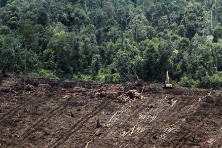 Kritis Kondisi Hutan Gambut Londerang