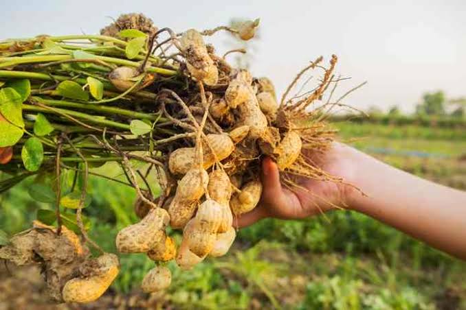 Kulit Ari Kacang Tanah Ampuh Sembuhkan Berbagai Penyakit