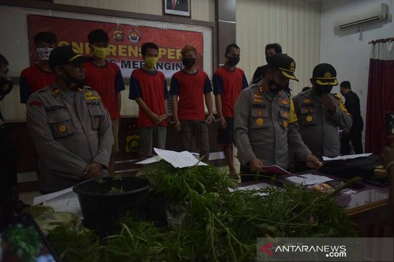 Ladang Ganja di Gunung Masurai