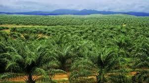 Lahan Kebun Sawit di Muntialo Terbakar
