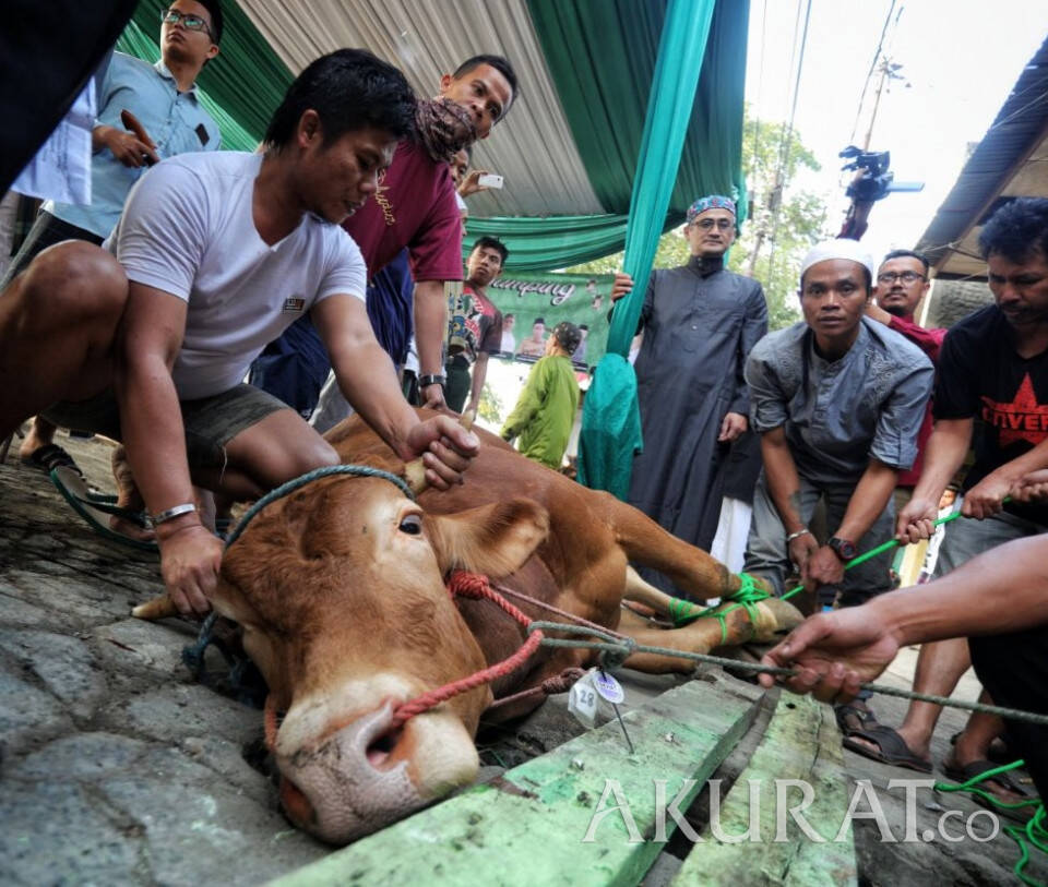 Lebih Baik Potong Hewan Kurban di RPH