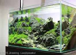 Mahasiswa Kembangkan “Aquascape” Bidik Penghobi Ikan Hias