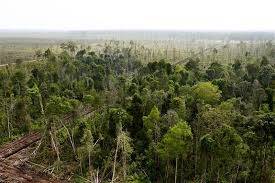 Masyarakat Tunggu SK Hak Kelola Hutan Gambut