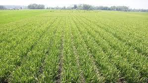 Menghadapi Musim Penghujan, Petani Siapkan Lahan Tanam
