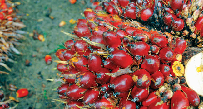 Minyak Sawit Merah Harus Dikelola Petani
