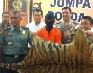 Modus Baru Perburuan Harimau