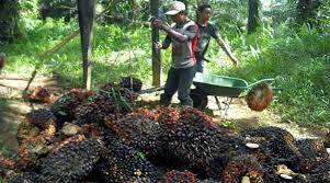 Moratorium Lahan Sawit Berakhir, Harga CPO Dunia Drop 1,2 Persen