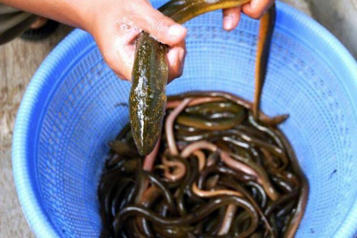 Musim Hujan Tangkapan Belut di Kumpeh Cukup Tinggi
