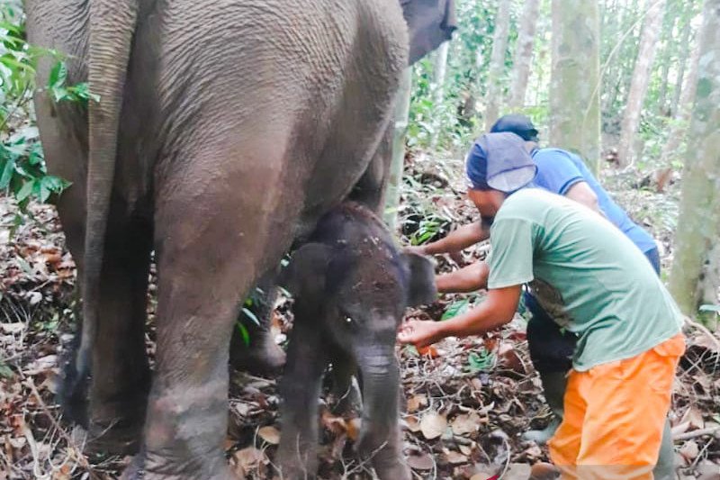 Nama Bayi Gajah Sumatera Tunggu dari Pejabat