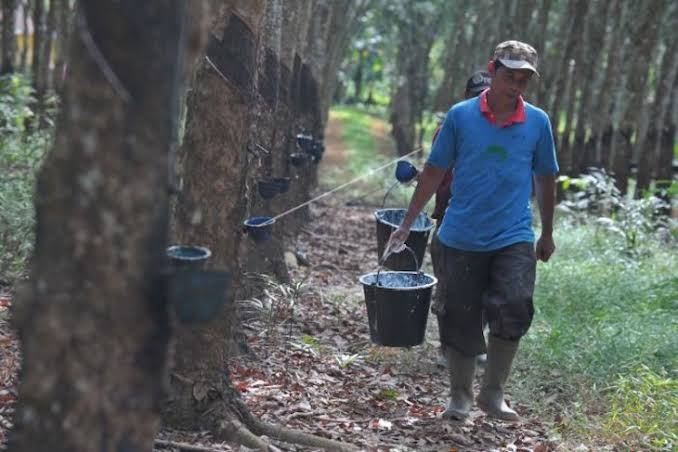 Nasib Petani Diujung Tanduk Walaupun Jambi Penghasil Karet Terbesar