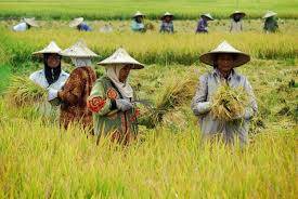 Nilai Tukar Petani Jambi Naik 0,04 Persen