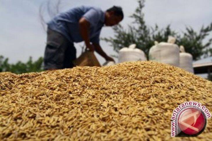 Nilai Tukar Petani Jambi Naik 1,40 Persen