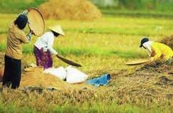 Nilai Tukar Petani Jambi Naik 1,52 Persen