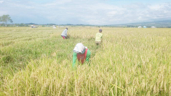 Nilai Tukar Petani Jambi Naik 1,68 Persen