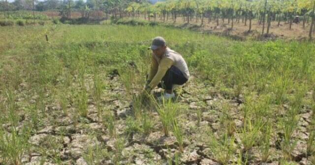Nilai Tukar Petani Jambi Naik