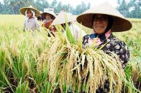 Nilai Tukar Petani Jambi Turun 0,27 Persen