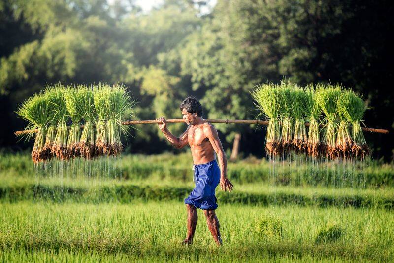 Nilai Tukar Petani Jambi Turun 1,77 Persen