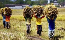 Nilai Tukar Petani Naik 0,26 Persen