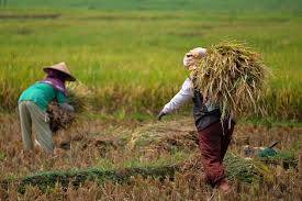 Nilai Tukar Petani Naik 0,32 Persen
