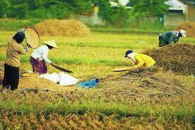 Nilai Tukar Petani Naik 1,31 Persen