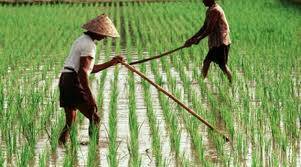 Nilai Tukar Petani Turun 0,4 Persen