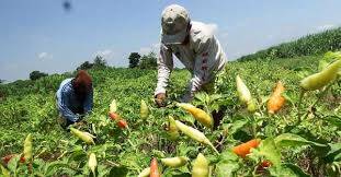 NTP Jambi Turun 0,27 Persen