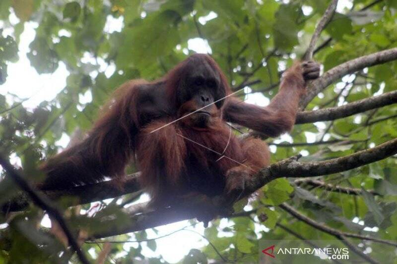 Orang Utan Sumatera Usia 20 Tahun Muncul di Danau Lau Kawar