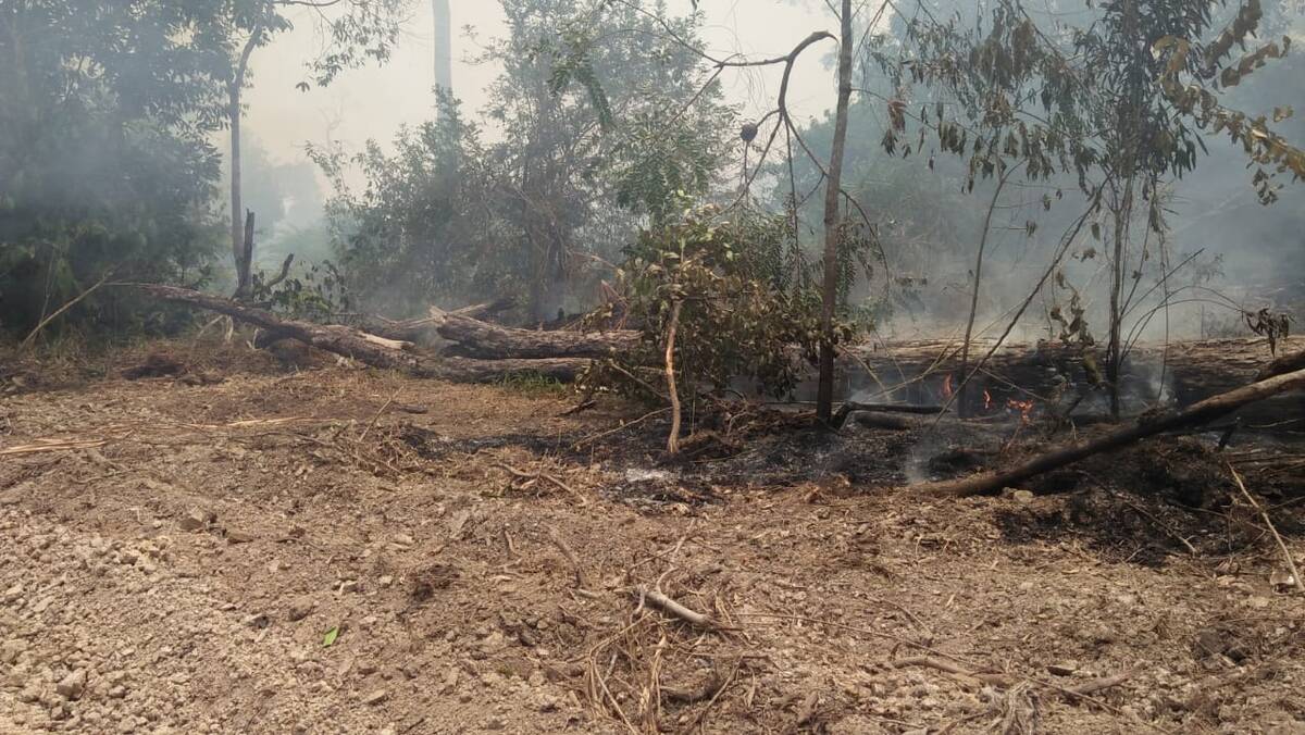 Padamkan Api,Warga Matagual Meninggal Dunia Tertimpa Pohon