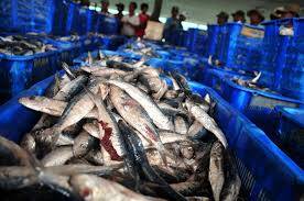 Pasokan Ikan di Pasaran Berkurang