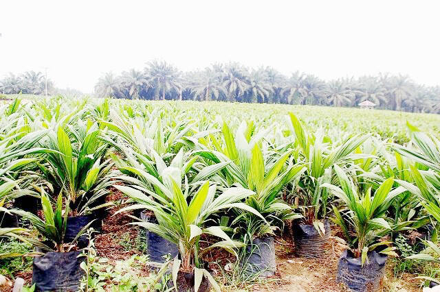 Pemerintah Diminta Selesaikan Legalitas Kebun Sawit Rakyat