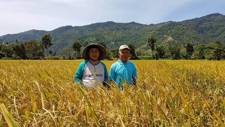 Pemkab Minta Petani Padi Kerinci Gunakan Bibit Berlabel