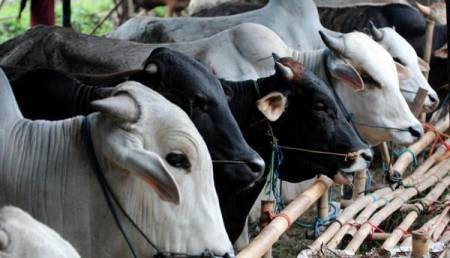 Pemkab Sarolangun Siapkan 600 Hewam Kurban