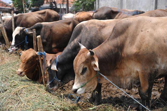 Pemkab Siapkan 168 Ekor Sapi Selama Ramadhan