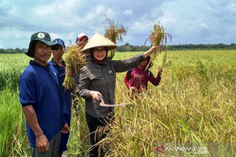 Pemkab Tanjab Timur Akui Banyak Petani Jual Padi ke Tengkulak