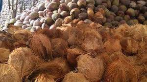 Pemkab Tanjabtim Berupaya Mendongkrak Harga Kelapa Dalam