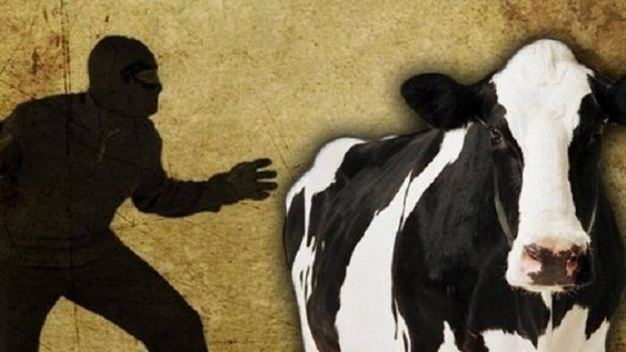 Pencuri Sapi Dicokok Polosi