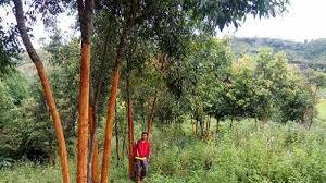 Pencurian Casiavera di Kerinci Marak