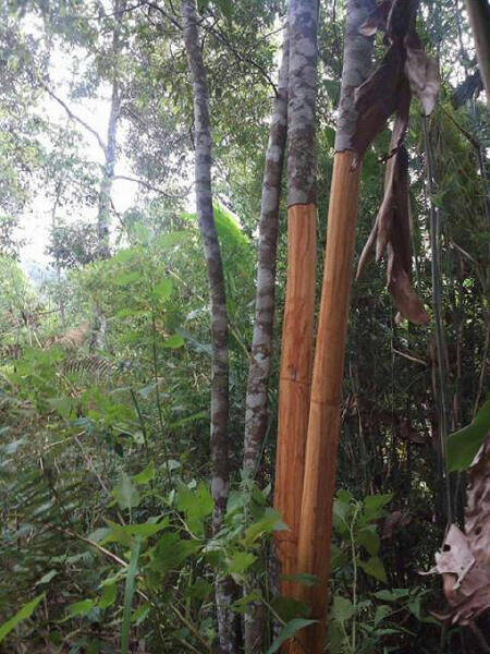 Pencurian Kayu Manis di Kerinci, Marak