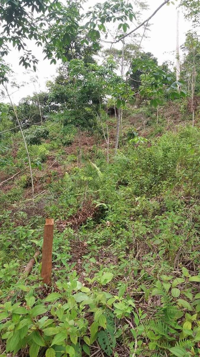 Pencurian Kayu Manis di Kerinci Rawan