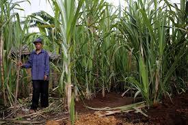 Peneliti BPTP Gandeng Petani Tebu Kerinci Terapkan Teknologi Penanaman