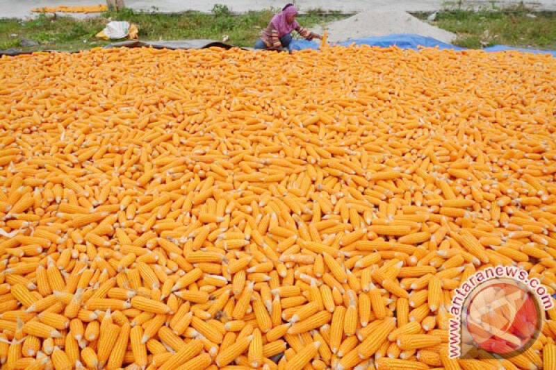 Pengamat Nilai Impor Jagung Masih Dibutuhkan