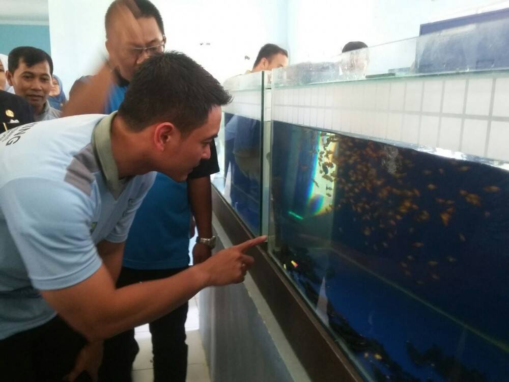 Pengiriman Ikan Hias Mencapai 181.396 Ekor