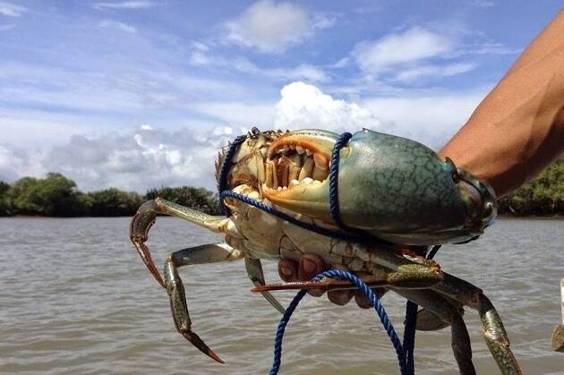 Pengiriman Kepiting Bakau Meningkat 207 Persen
