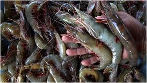Pengiriman Udang Belalang Jambi Mencapai Rp7,468 Miliar