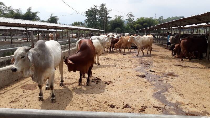Penjualan Hewan Qurban Menurun
