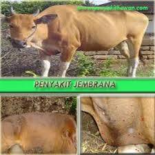 Penyakit Jembrana Serang Ternak di Batanghari