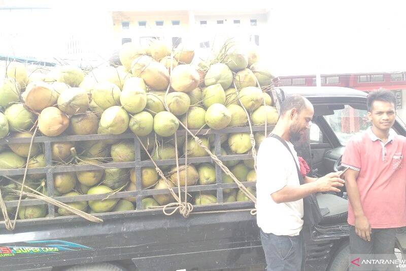 Penyuplai Kelapa Muda Di Jambi Kewalahan Penuhi Permintaan