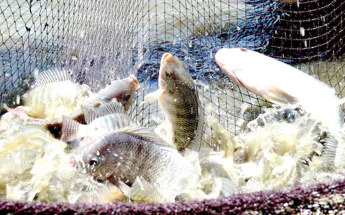 Persediaan Ikan Di Batanghari Jambi Mampu Penuhi Kebutuhan